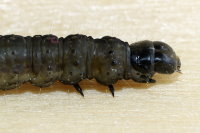 Archips crataegana, caterpillar  7311