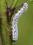 Tenthredo scrophulariae, larva  7450