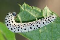 Tenthredo scrophulariae, larva  7451