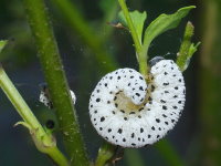 Tenthredo scrophulariae, larva  7453