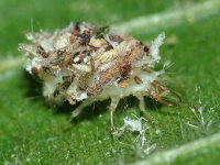 Chrysopidia ciliata, larva  7456