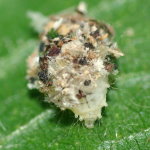 Chrysopidia ciliata, larva  7457
