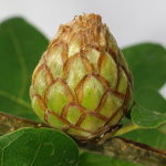 Andricus foecundatrix, plant gall  7461