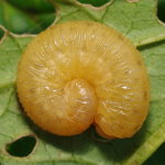 Tenthredo scrophulariae, larva, freshly skinned  7464