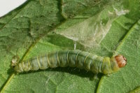 Diurnea fagella, caterpillar  7506