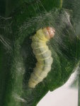 Diurnea fagella, caterpillar  7509