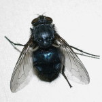 Calliphora vicina, female  7552