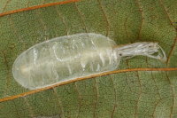 Caloptilia elongella, exuvia  7570