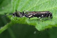 Macrophya alboannulata/albicincta, mating  7786
