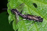 Macrophya alboannulata/albicincta, mating  7787