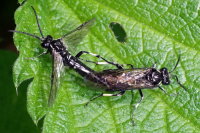 Macrophya alboannulata/albicincta, mating  7788