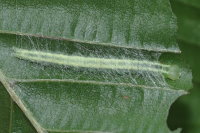 Carcina quercana, caterpillar with web  7868
