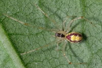 Theridion cf. varians, weiblich  8029