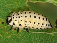 Chrysomela populi, larva (L3)  8037