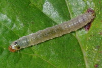 Syndemis musculana, caterpillar  8049