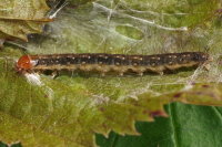 Syndemis musculana, caterpillar  8052