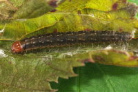 Syndemis musculana, caterpillar  8053