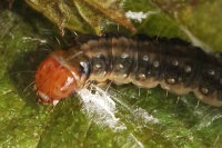 Syndemis musculana, caterpillar  8054