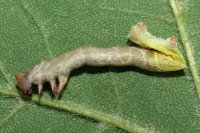 cf. Phobocampe sp., dead host caterpillar  8086