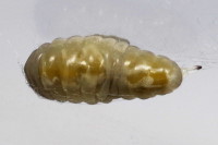 cf. Phobocampe sp., larva  8088