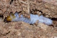 Cerambycidae sp., larva  8221