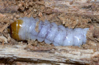 Cerambycidae sp., larva  8222