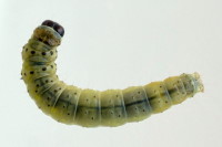 Tortrix viridana, caterpillar  8229