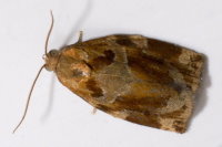 Archips xylosteana, male  8302