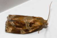 Archips xylosteana, male  8303