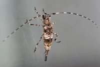 Acanthocinus griseus, weiblich  8368