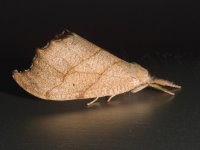 Falcaria lacertinaria, female  8394