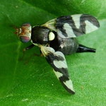 Urophora cardui, female  852
