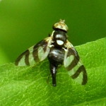 Urophora quadrifasciata, female  854