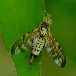 Chaetostomella cylindrica, female  857