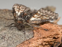 Lycia isabellae, male  8600