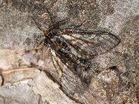 Lycia isabellae, male  8601