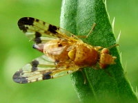 Xyphosia miliaria, female  862
