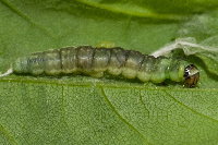 Ptycholoma lecheana, parasitised caterpillar  8694