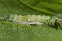 Ptycholoma lecheana, parasitised caterpillar  8695