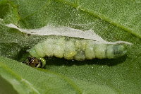 Ptycholoma lecheana, parasitierte Raupe  8696
