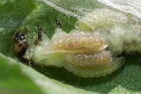 Ptycholoma lecheana, parasitoids  8697
