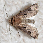 Agrotis exclamationis, male  8747