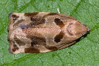 Archips xylosteana  8783