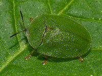 Cassida viridis  8804