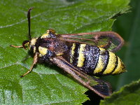 Sesia apiformis, weiblich  8829