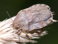 Eurygaster maura  8938