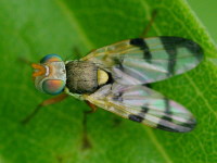 Urophora stylata, male  903