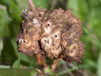 Diplolepis rosae, abandoned plant gall  9135