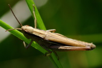 Chorthippus albomarginatus, female  931