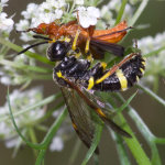 Tenthredo amoena, female with prey  9537